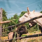 Palare Роскошный шатер